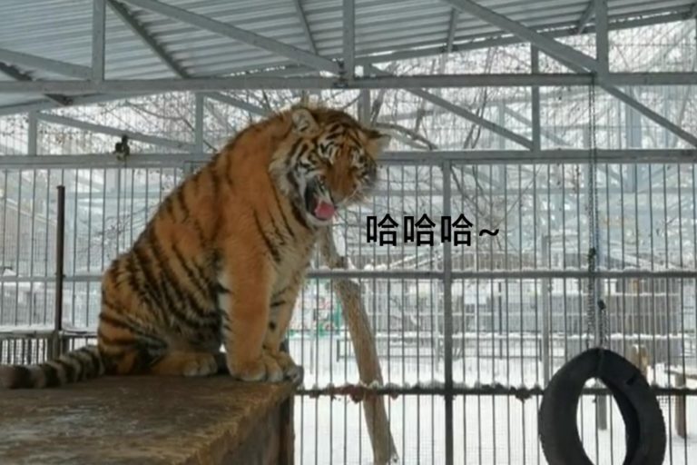 俄羅斯一隻老虎會飆海豚音「唱歌」（圖／IG@zoo22.ru）