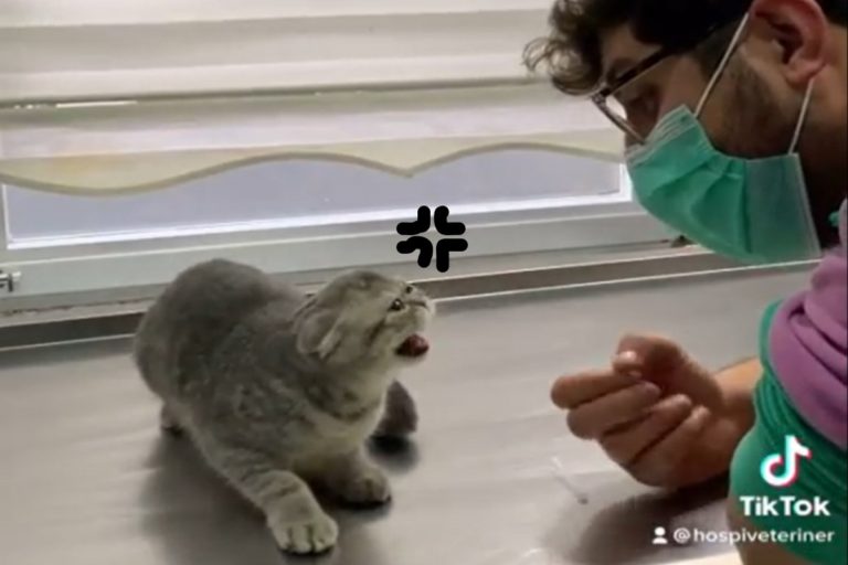 土耳其一隻貓咪日前看診打針時，對獸醫師狂吼（圖／IG＠hospiveteriner）