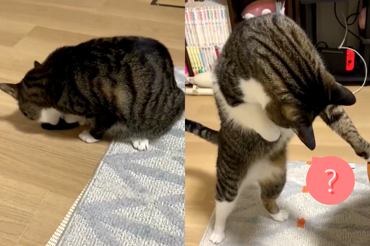 ▲戲精貓「尾巴跑掉」超緊張！網笑：究竟在忙什麼？（圖／Twitter ＠yoshidaterukazu）