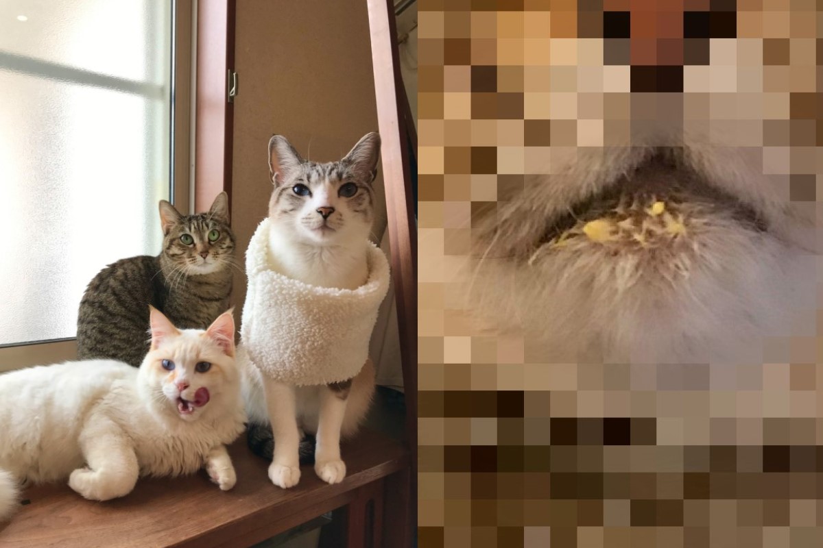 推主家的三隻貓咪中，有一隻是偷吃蛋液的小偷（圖／twitter@ omochi_nam01）