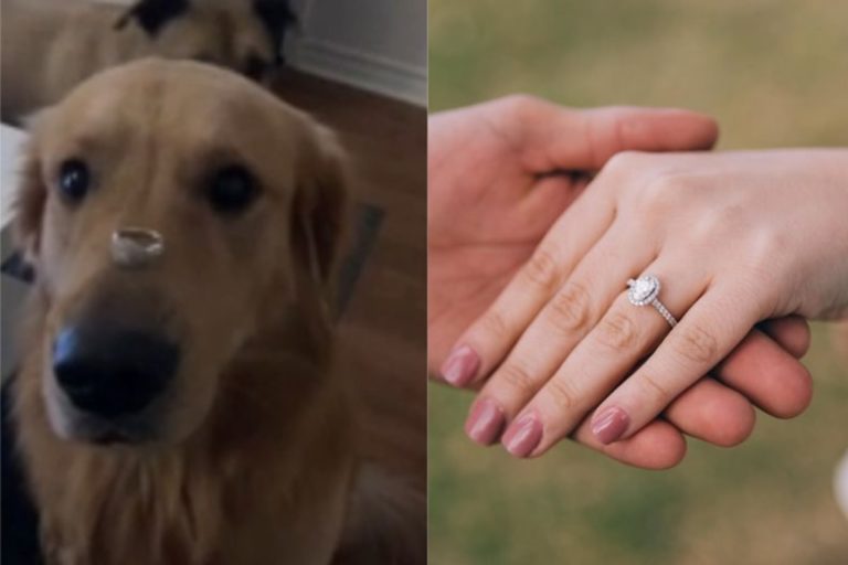國外有名網友將戒指放在狗狗鼻子上，想要拍照炫耀。（圖／翻攝自《 Reddit》 ）