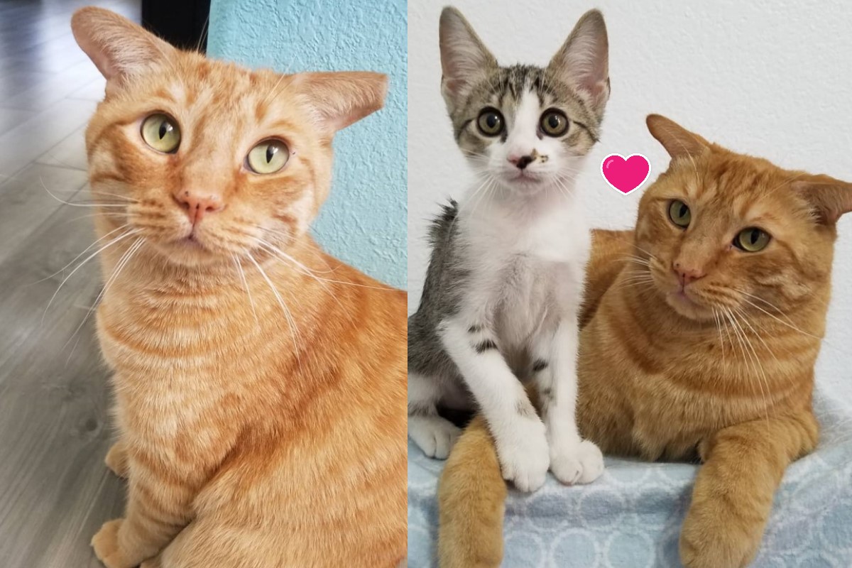 開「飛機耳」的橘貓「羅密歐」是一隻超級奶爸（圖／IG@chaos.in.cat.shape）