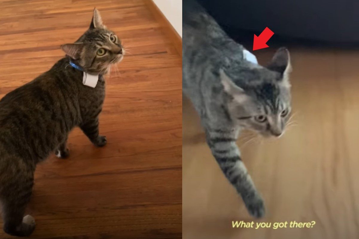 ▲貓咪天天出門趴趴走！奴才某天發現紙條：原來你去找女友？（圖／翻攝自tik tok@ jessicatvoiceover）