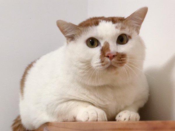 橘白貓化身「甜美系少女」　其實牠是重量級男兒身！
