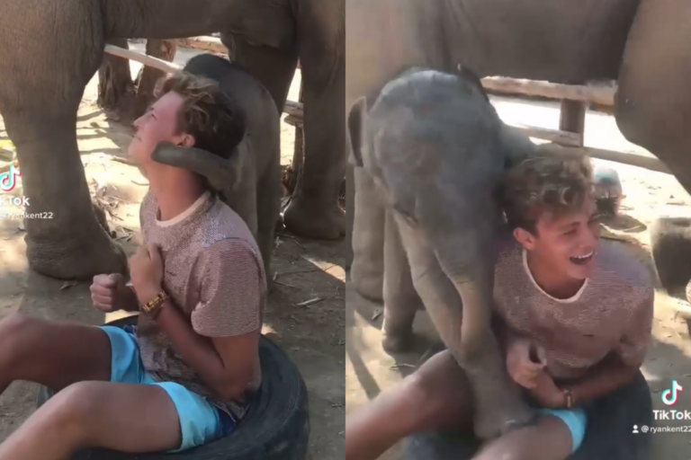 小象對男孩一見鍾情，用鼻子糾纏狂示愛！（圖／Instagram＠ryankent10）