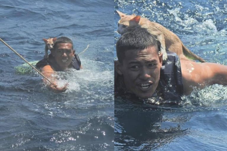 泰國一名海軍軍官日前跳海拯救小貓（圖／FB@กองทัพเรือ Royal Thai Navy）
