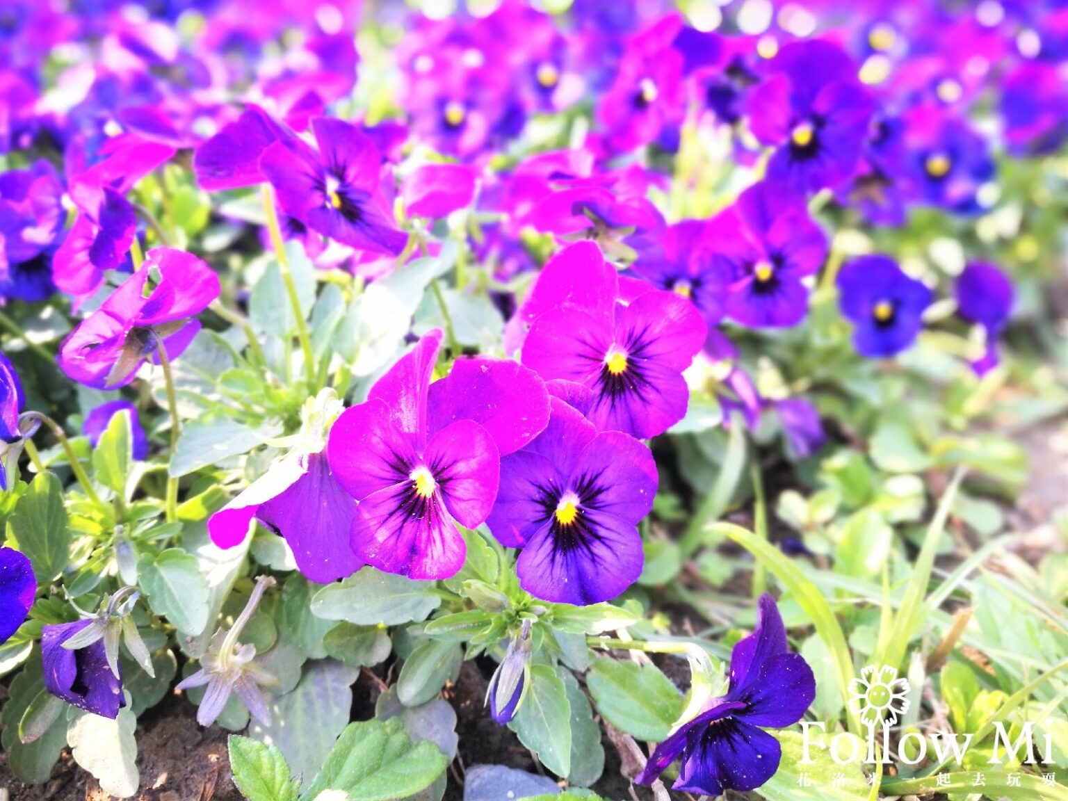 ▲The sea of flowers in the park covers an area of about 4,000 square meters. (Photo courtesy of 《花洛米一起去玩耍》via Global News for New Immigrants)