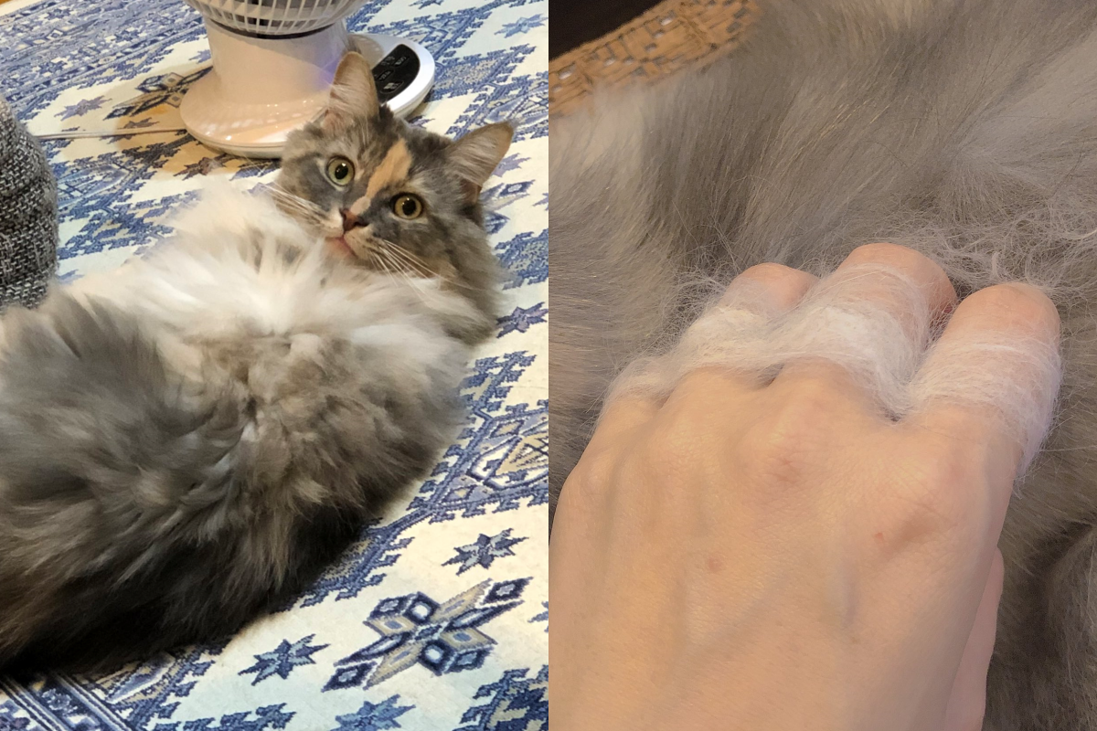 ▲擼貓後把毛搓成「致命指虎」！網：這個猫毛拳套我可以。（圖／Twitter＠nattsun_）