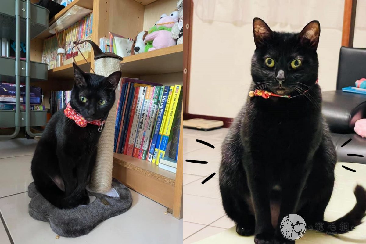 ▲黑貓變黑熊？奴才離家請媽幫照顧　半年後「身材全走樣」：胖若兩貓！（圖／網友Joanna You授權提供）