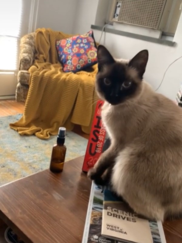 媽見貓咪推瓶子大聲警告　下一秒牠「這樣做」：只摸一下！