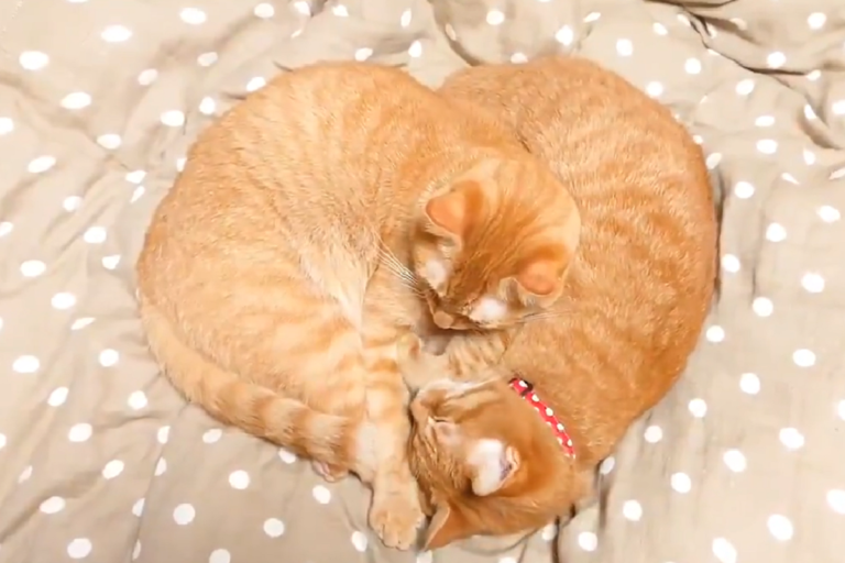 兩橘貓窩一起，意外形成有「愛」畫面！（圖／Twitter ＠supacasupercar）
