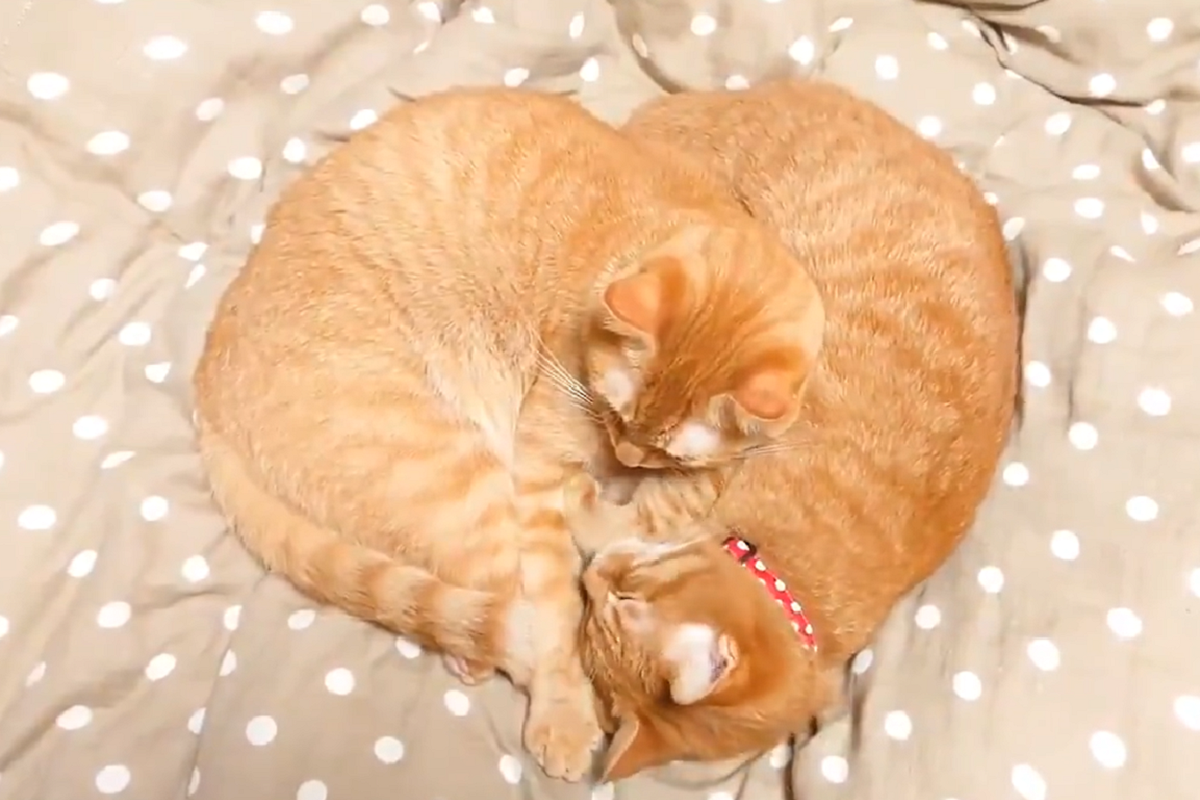 兩橘貓窩一起，意外形成有「愛」畫面！（圖／Twitter ＠supacasupercar）