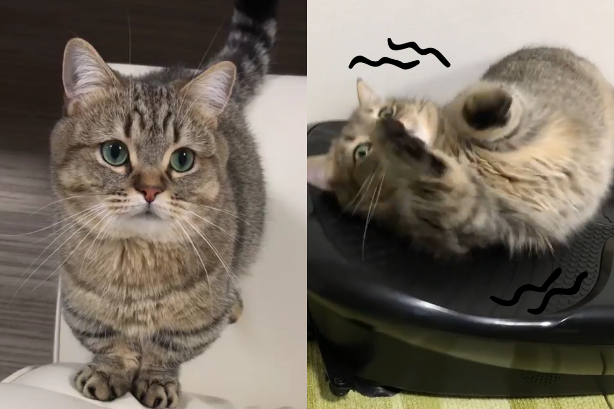 ▲肥肥虎斑貓躺震動版「狂抖肉肉」！網：看起來超級可口。（圖／Instagram＠kote218）