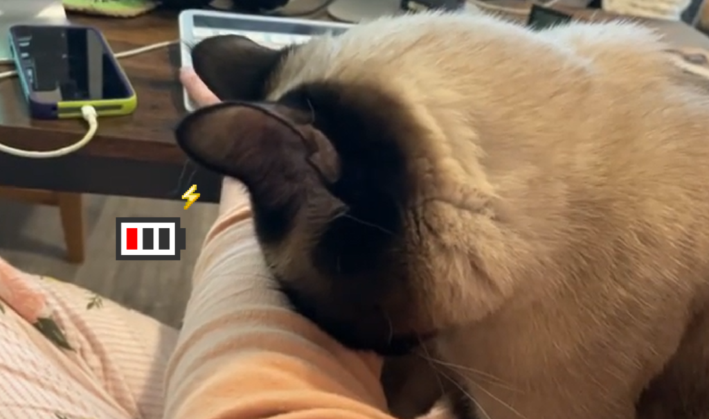 貓瞇執意打擾辦公中奴才，不敵睡意開始打瞌睡！（圖／Instagram＠sia_josephine）