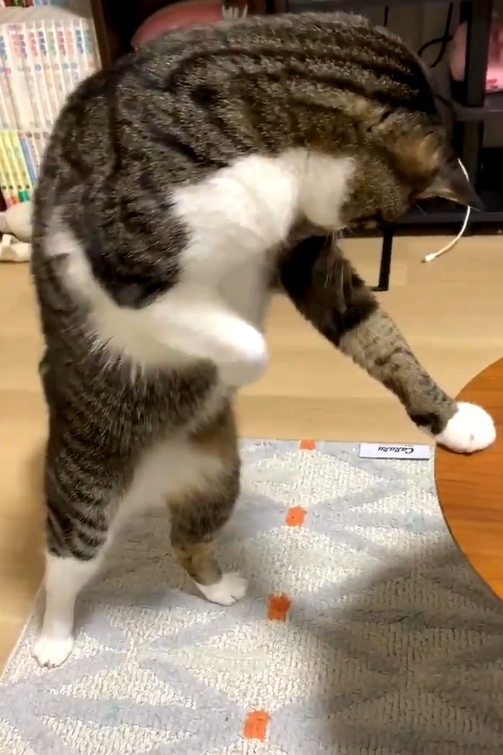 貓貓：怎麼突然不見了！（一個旋風式轉身）（圖／Twitter ＠yoshidaterukazu）