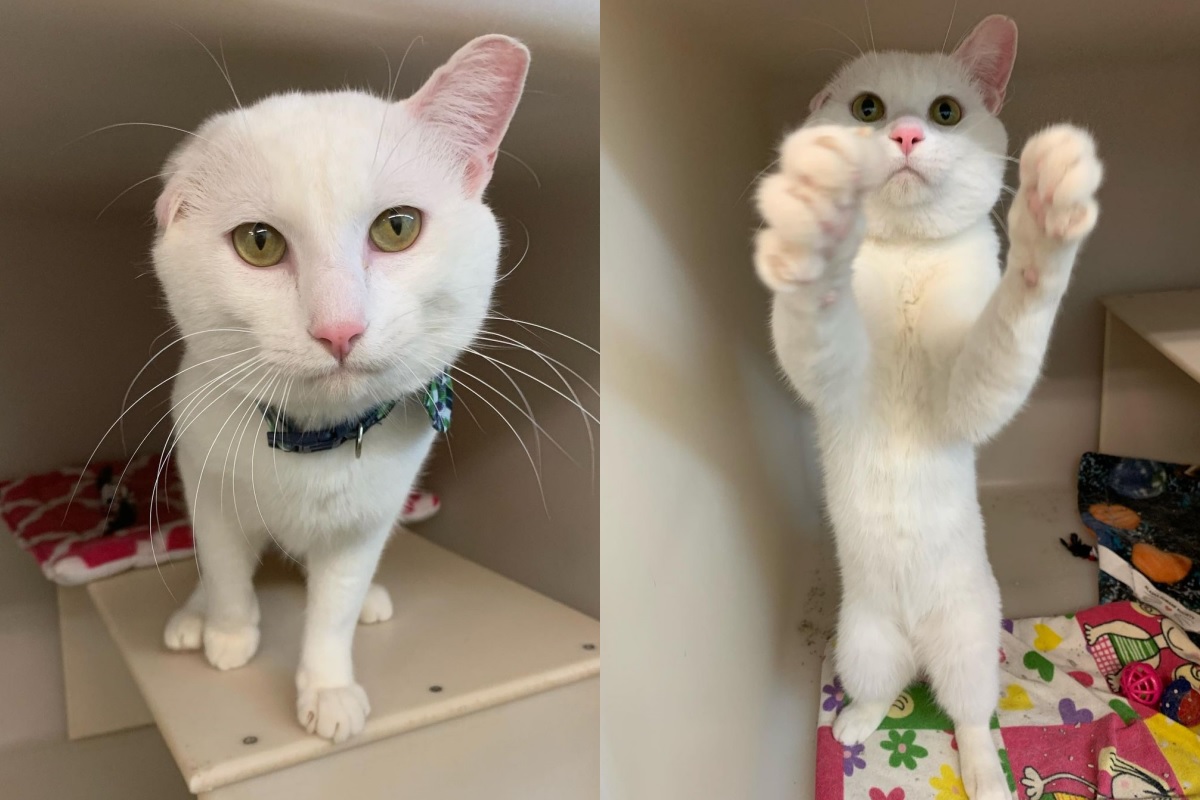 單耳白貓渴望愛，對每個在收容所的人揮舞友善小爪！（圖／Instagram＠alaskaskaaats）