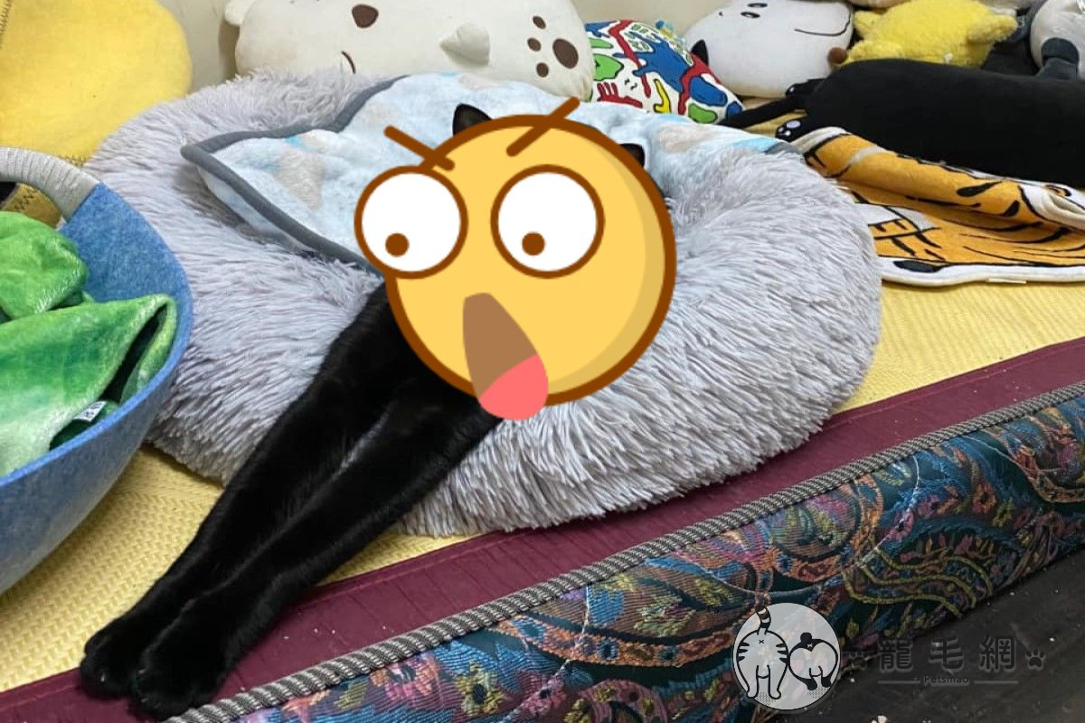 網友林小姐家的黑貓有一雙不科學的「逆天長手」（圖／IG@migau_lechatnoir授權提供）