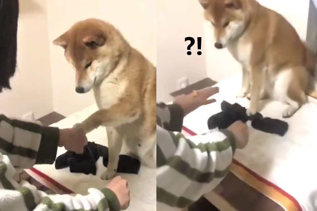 ▲主人和柴柴玩猜零食　發現食物不見震驚向後跌坐：怎麼可能！（圖／twitter@ Shibamugi28）