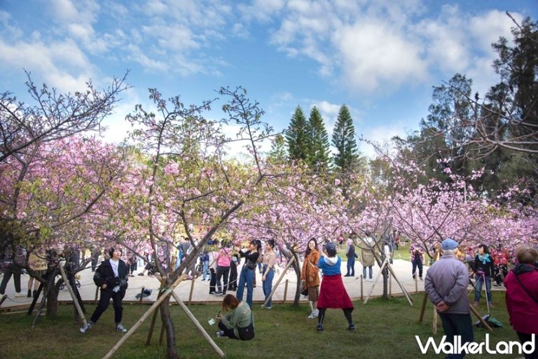 ▲新竹人專屬賞花勝地！近850棵櫻花樹在「新竹公園」盛開中。（圖／WalkerLand）