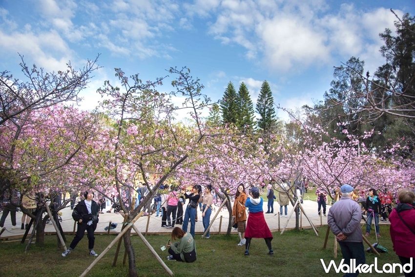 ▲新竹公園中最夢幻的櫻花打卡點就屬「櫻花坡」大階梯廣場，遠看彷彿就像是一朵朵粉紅雲朵。（圖／WalkerLand）