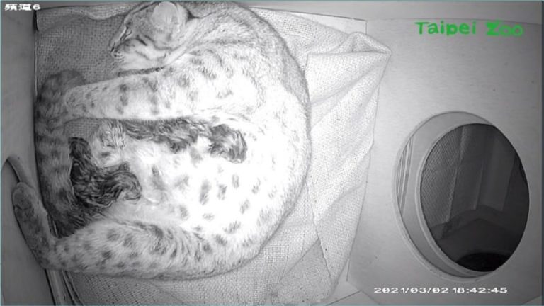 台北市立動物園暌違20多年，在3/2晚間一次迎接3隻石虎寶寶誕生，讓園方相當開心，希望3隻石虎寶寶都能順利地成長茁壯。（圖/台北市動物園提供）