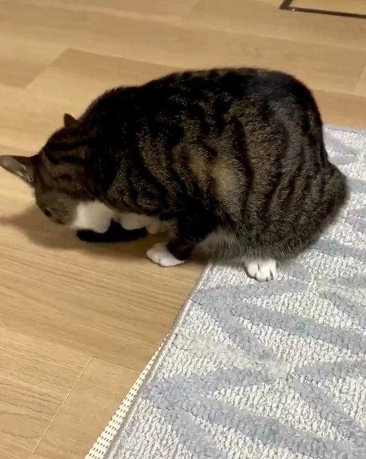 貓貓：尾巴好好吃！（圖／Twitter ＠yoshidaterukazu）