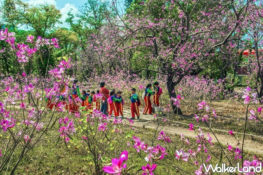 ▲台南公園每到春天都看得見成片成林的粉紅花海，目前正值盛開當中。（圖／WalkerLand）