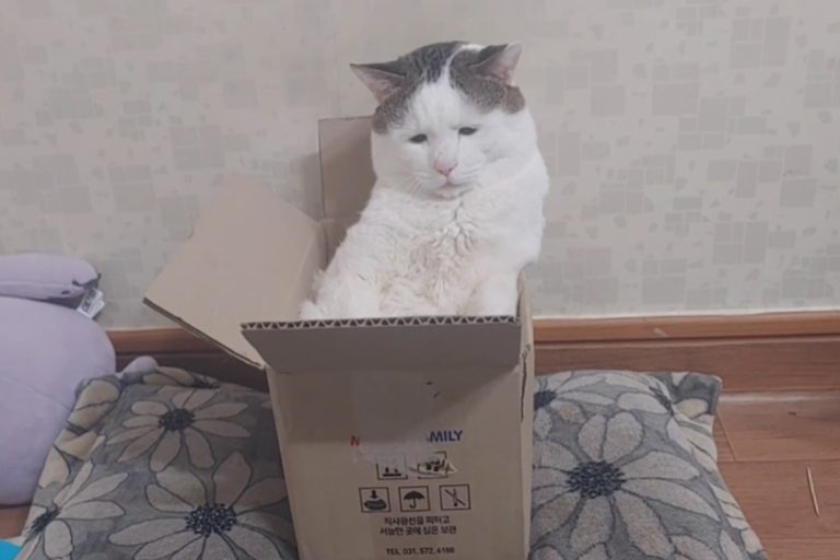 韓國一隻貓咪一臉哀怨（圖／翻攝自Youtube@억울이와억수）
