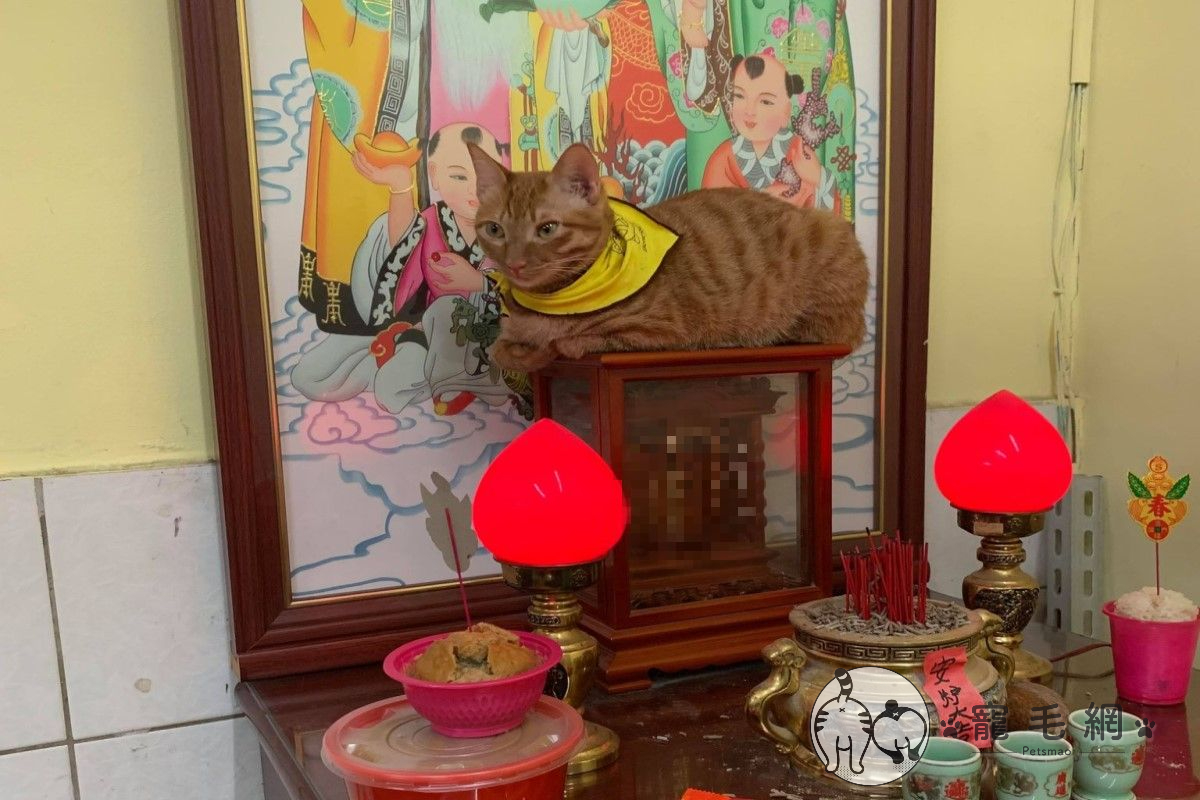 網友爸爸將橘貓「當虎爺在供」（圖／網友Norah Chuang授權提供）