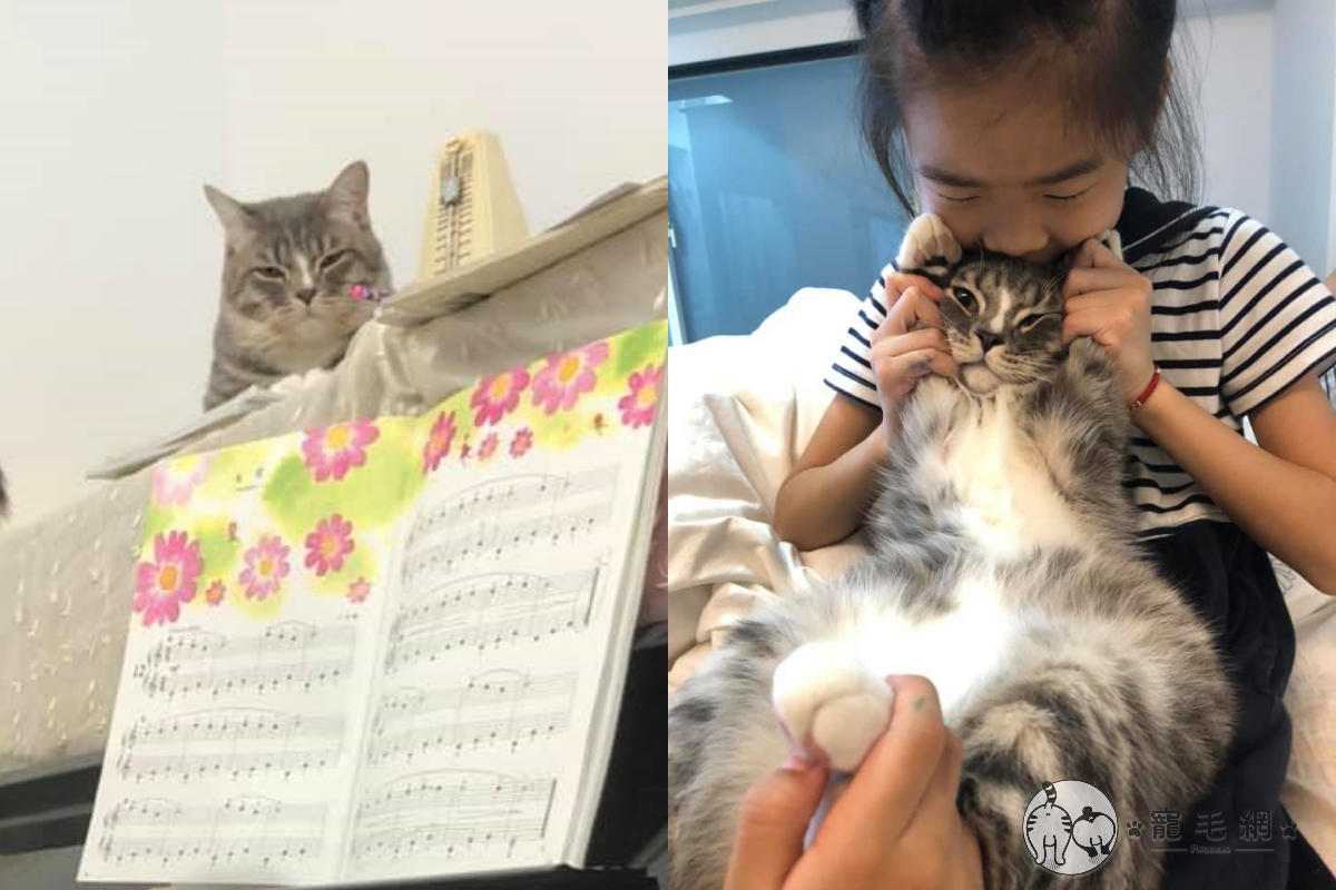 網友家的小孩正在彈琴，卻讓喵老師「親自指導」！（圖／FB@哈尼vs瑪妮授權）