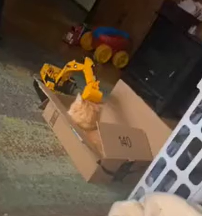 這是玩具車不小心撞到貓咪了嗎？（圖／TiKTok＠poopynick）