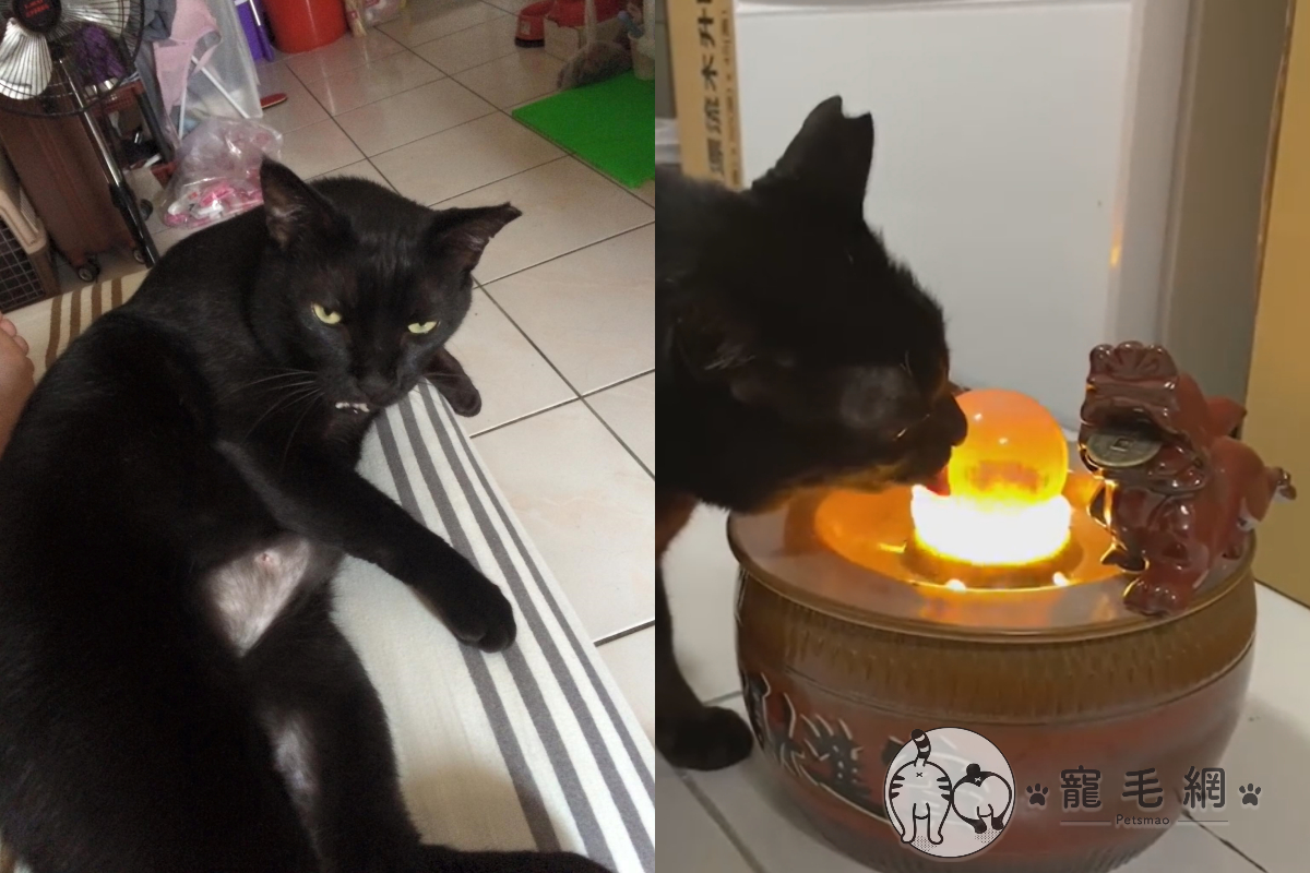 奴才把「流水聚寶盆」獻給貓皇當飲水機！（圖／粉絲專頁＠黑貓給不給拍授權提供）