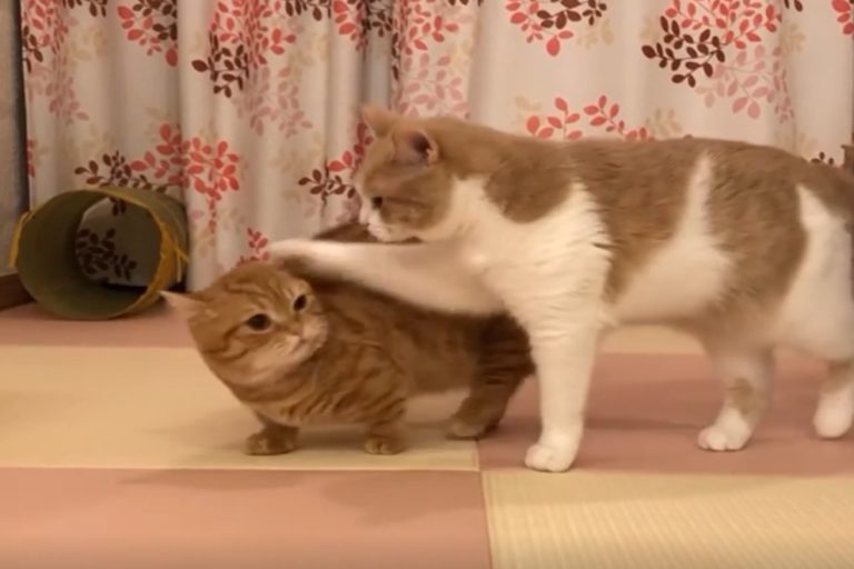 日本一隻曼赤肯貓被同伴「霸凌」（圖／IG @Chomiputi）