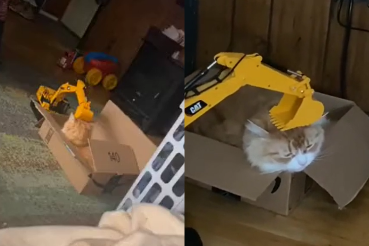 怪手玩具竟搖身一變，成為擼貓神器！（圖／TiKTok＠poopynick）