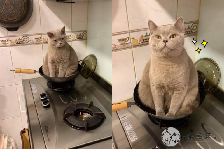 當鍋子放上瓦斯爐「必定長貓」　主人無奈：每次的耶！
