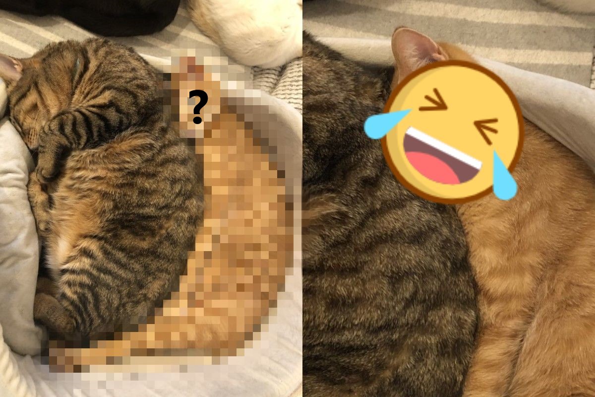 橘貓變成背後靈緊緊貼著同伴（圖／twitter@kikechi776）