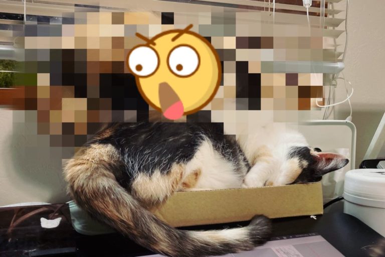 貓咪搶不到紙箱「硬趴同伴身上」　網：下面的還有呼吸？
