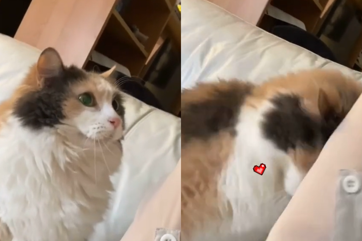 撒嬌貓獻上愛的重擊，還附超萌奶喵叫求關注！（圖／TiKTok@klacat）