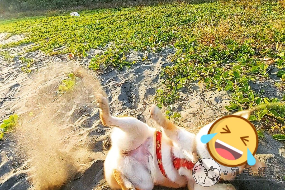 柴柴在沙灘上玩到瘋（圖／網友Anita Tsai授權提供）