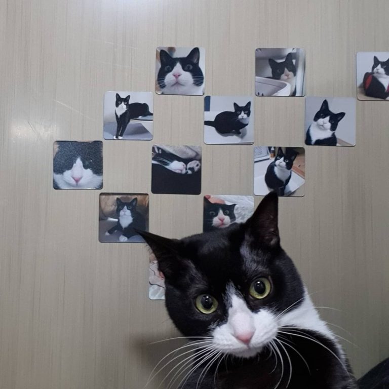 主人還做了磁鐵照片，貼在牆上超好看！（圖／Instagram ＠toma_do_ob）