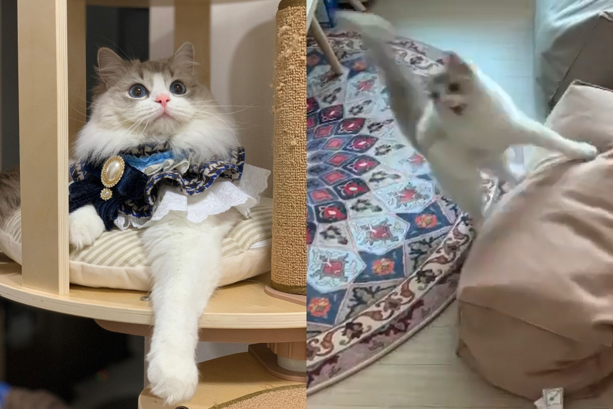 布偶貓玩玩具，竟在空中閃現飛舞！（圖／Instagram＠hao_hako）