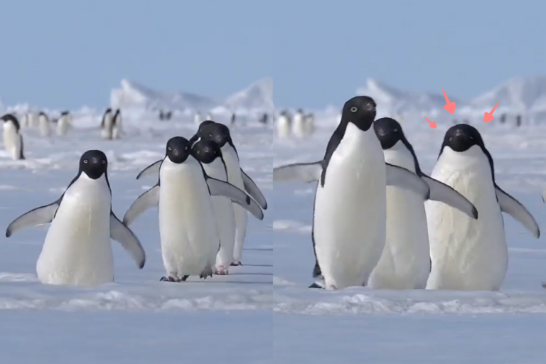 企鵝群搖晃逛大街，卻見其中一隻特別胖！（圖／Instagram ＠myeonghoseo）
