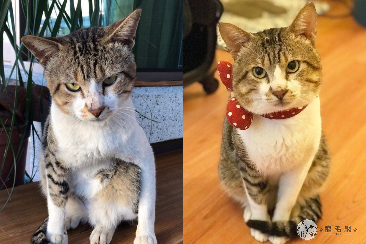 收編親人浪貓竟發現「頭頂功夫」，萌樣逐漸收服恐貓症家人（圖／IG @stinkybaby_cat授權）