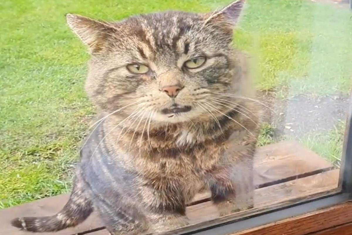 男子家後院出現一隻大頭虎斑貓「Boysie」（圖／IG@boysiethecat）