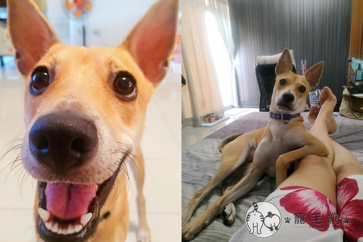 ▲主人連假在家睡懶覺！睜眼驚見狗狗「手饋大腿」不耐煩：飯飯咧？（圖／網友Bonnie Yeh授權提供）