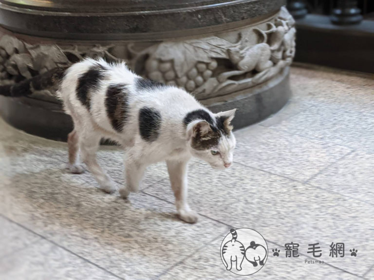 義天宮最年長的貓「龍龍」（圖／翻攝自寵毛網）