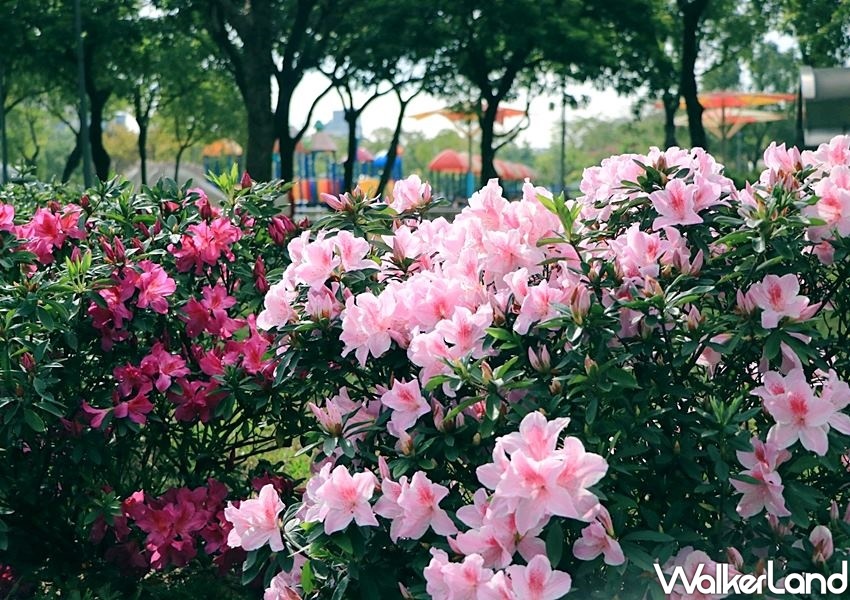 ▲「大安森林公園」是許多台北人放空的首選地。而一年一度的「台北杜鵑花季」也預計在3/14白色情人節當天登場。（圖／WalkerLand）