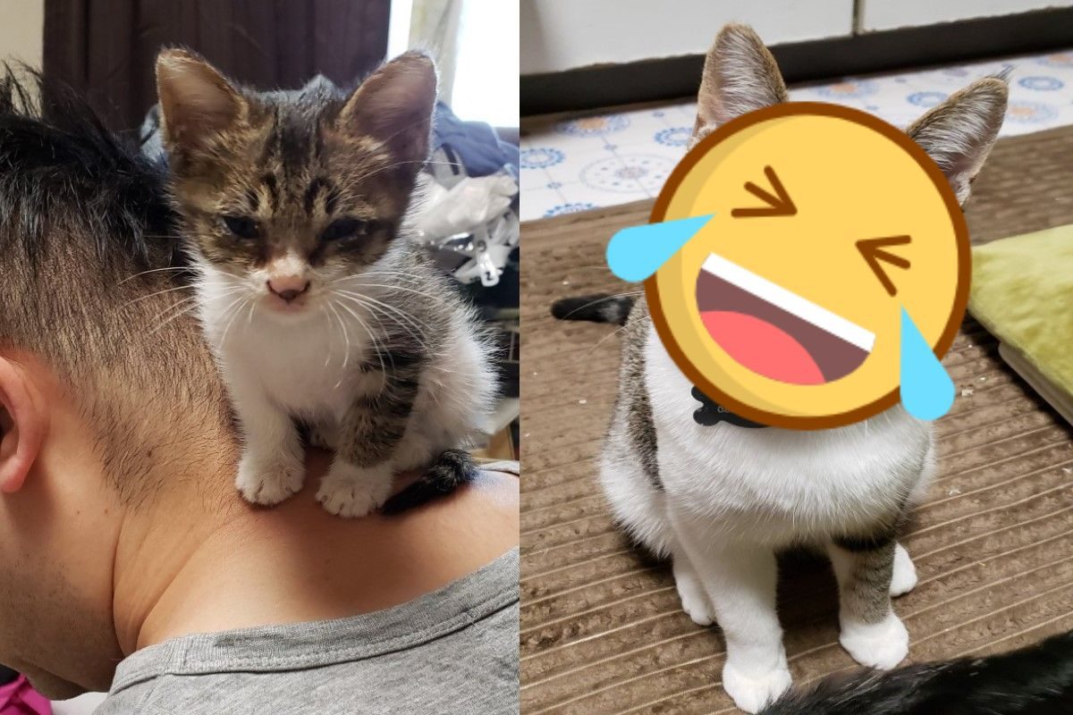 ▲受傷小浪貓幸運被收留　幾個月後「膨脹」不少：真的是同一隻？（圖／twitter＠KzDssc4YmlwO0YW）