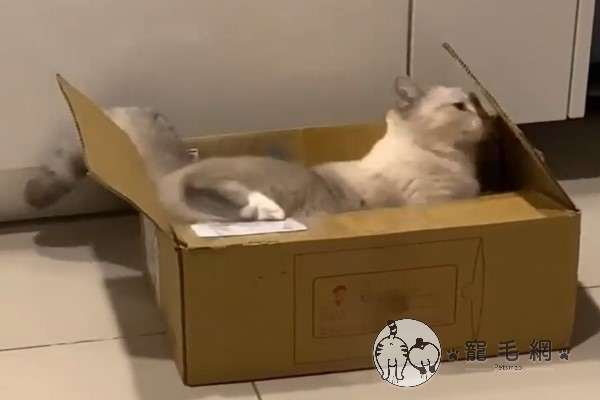 影／貓咪跳紙箱不小心倒栽蔥　起身發現裡面竟然「有墊背」