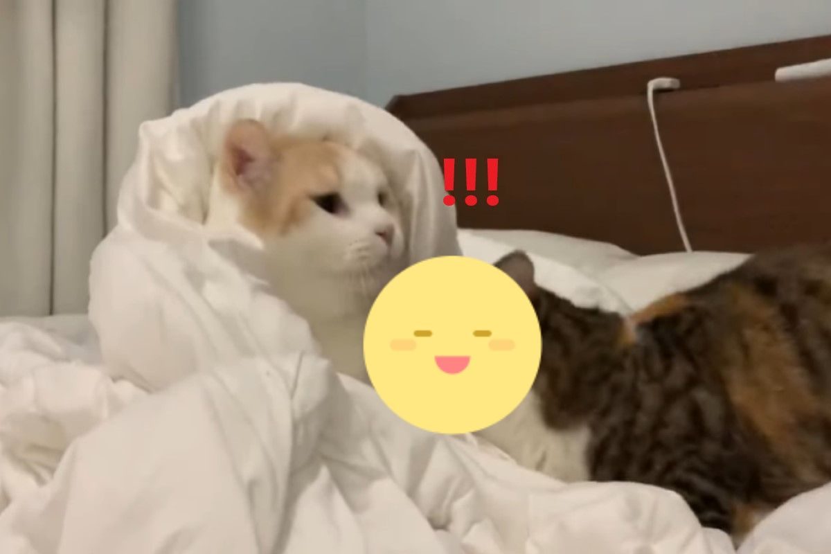 ▲貓咪衝過來「親一下」就跑掉！　牠一臉懵：我被吃豆腐了？（圖／twitter @minuet_rin）